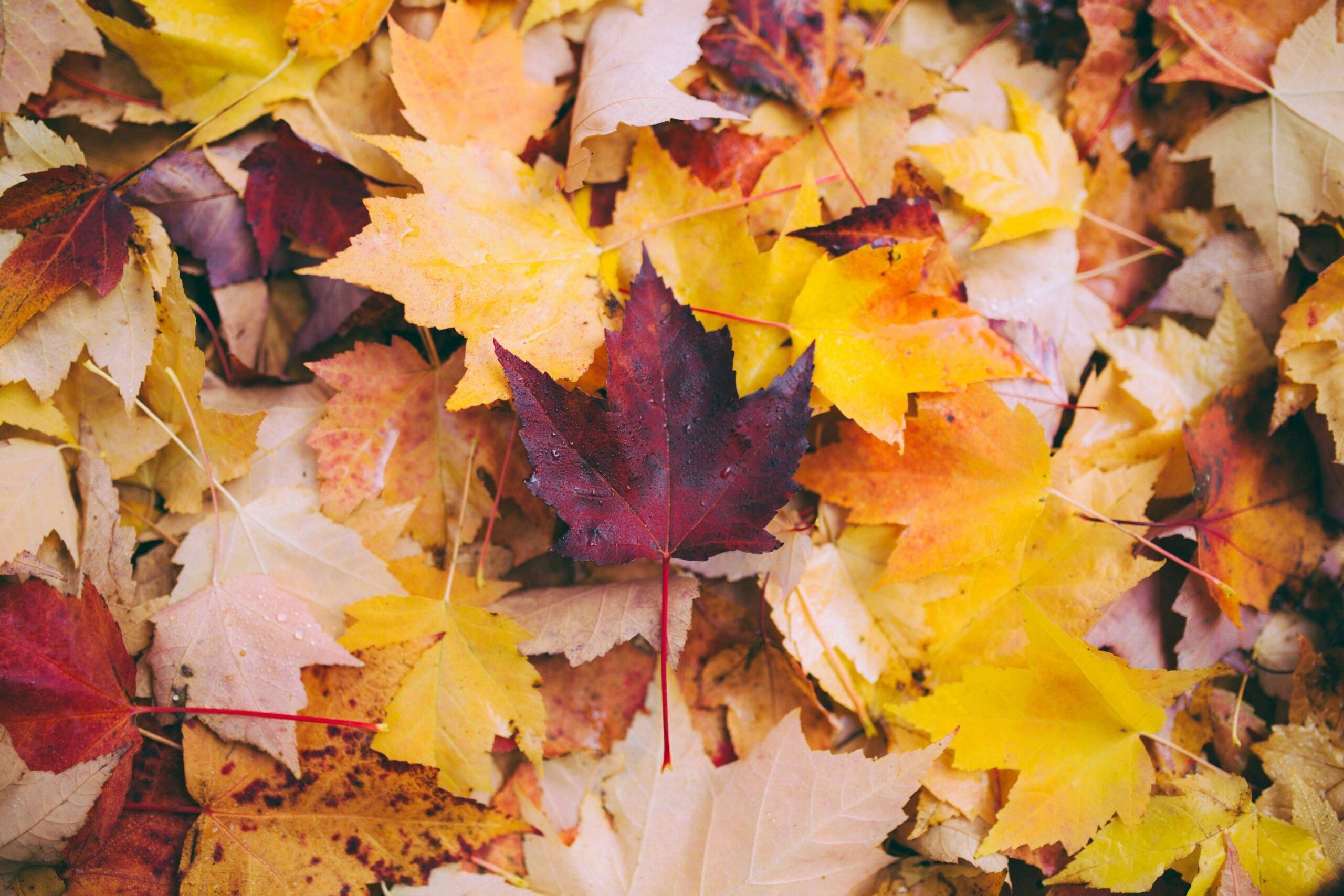 Fall Into Wellness: Seasonal Self Care